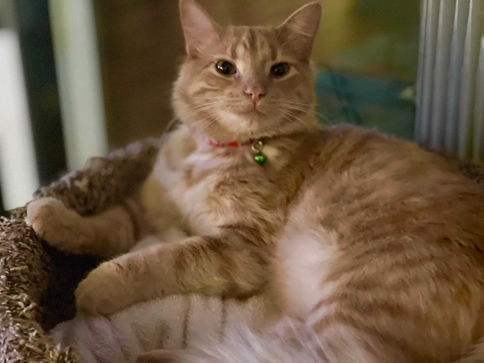 Lost cat in Arvada, CO, 80002
