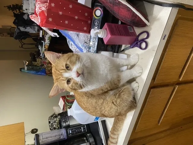 Lost cat in Sherwood, OR, 97140