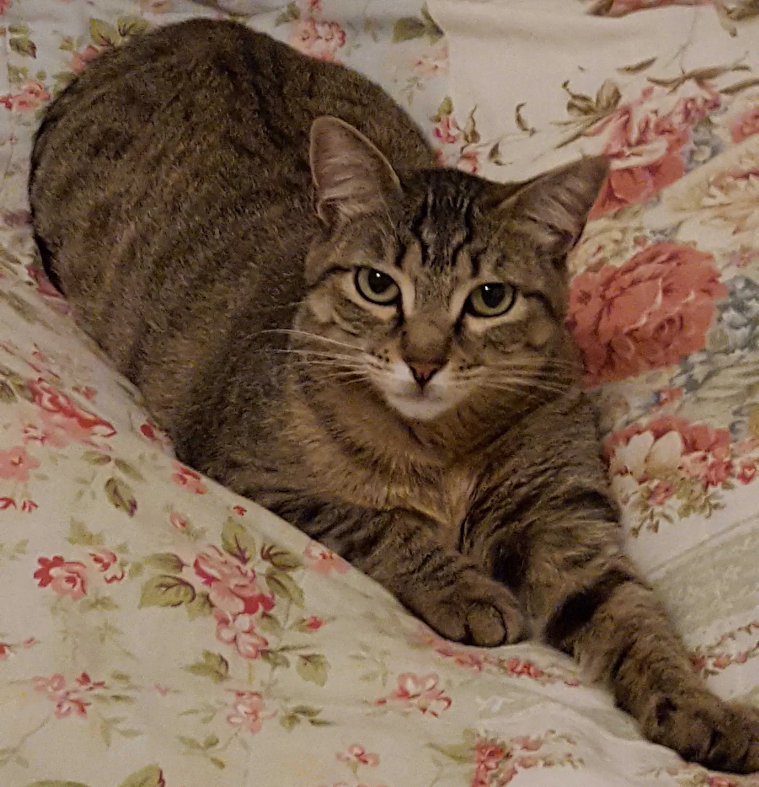 Lost cat in Houston, TX, 77082