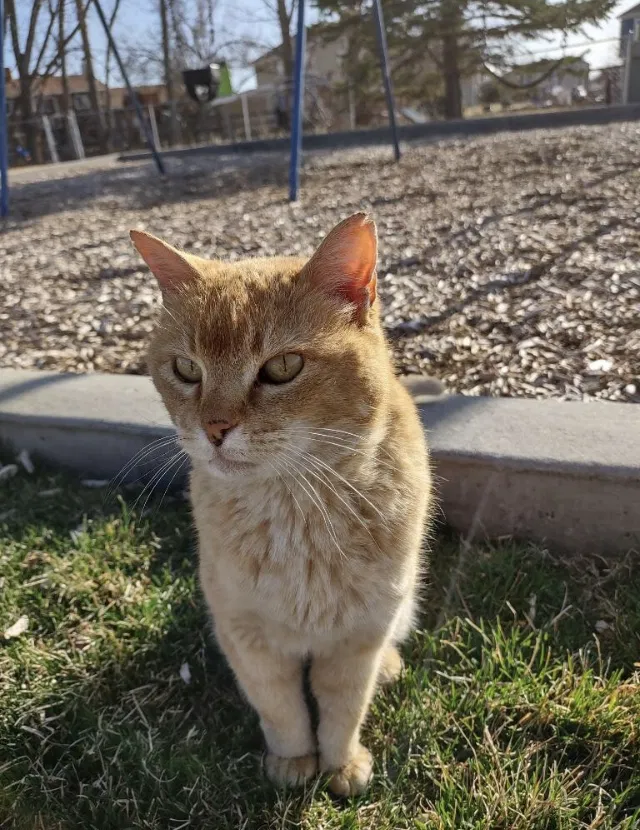 Lost cat in Provo, UT, 84601