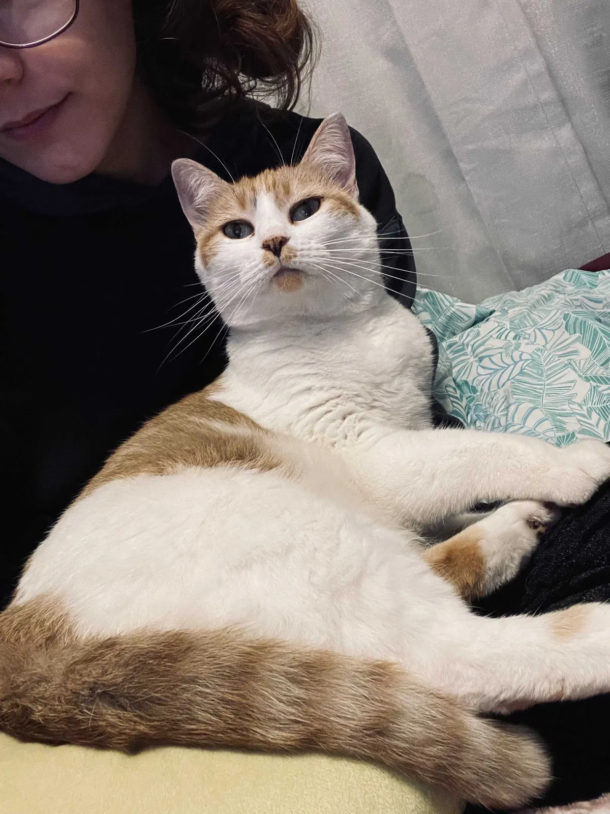 Lost cat in Layton, UT, 84041