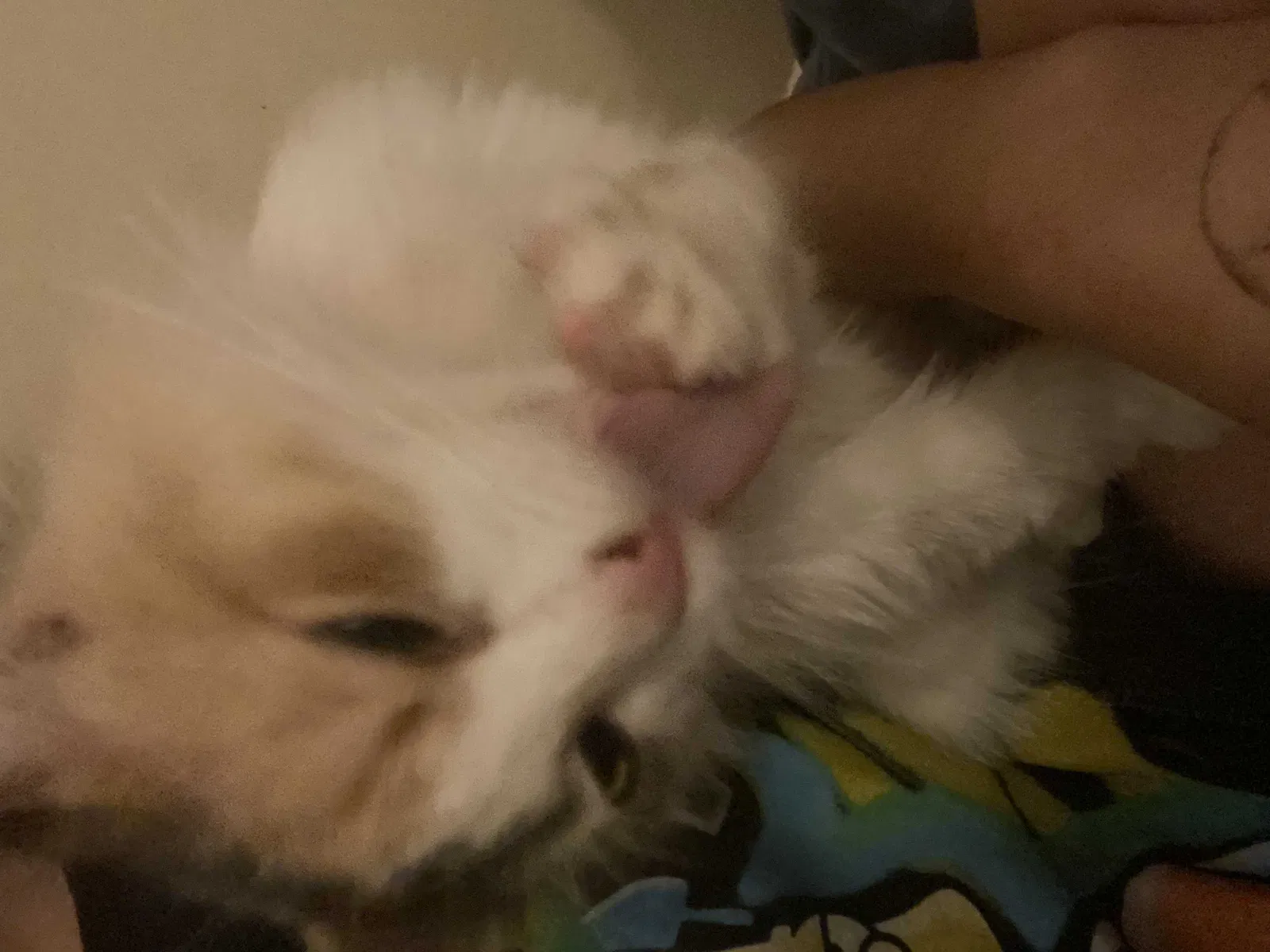 Lost cat in Minneapolis, MN, 55449