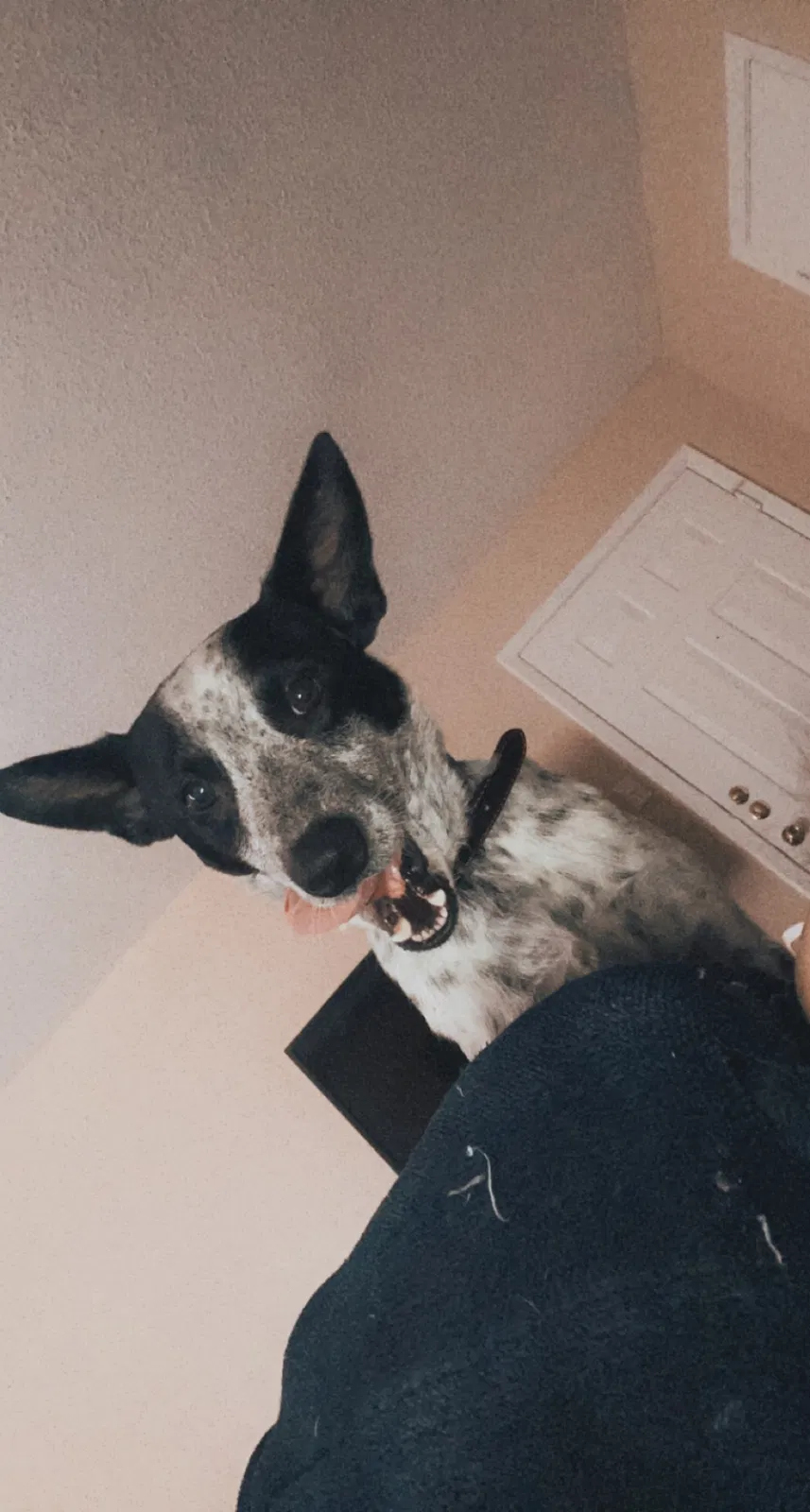 Lost dog in Unknown, OK, 75333