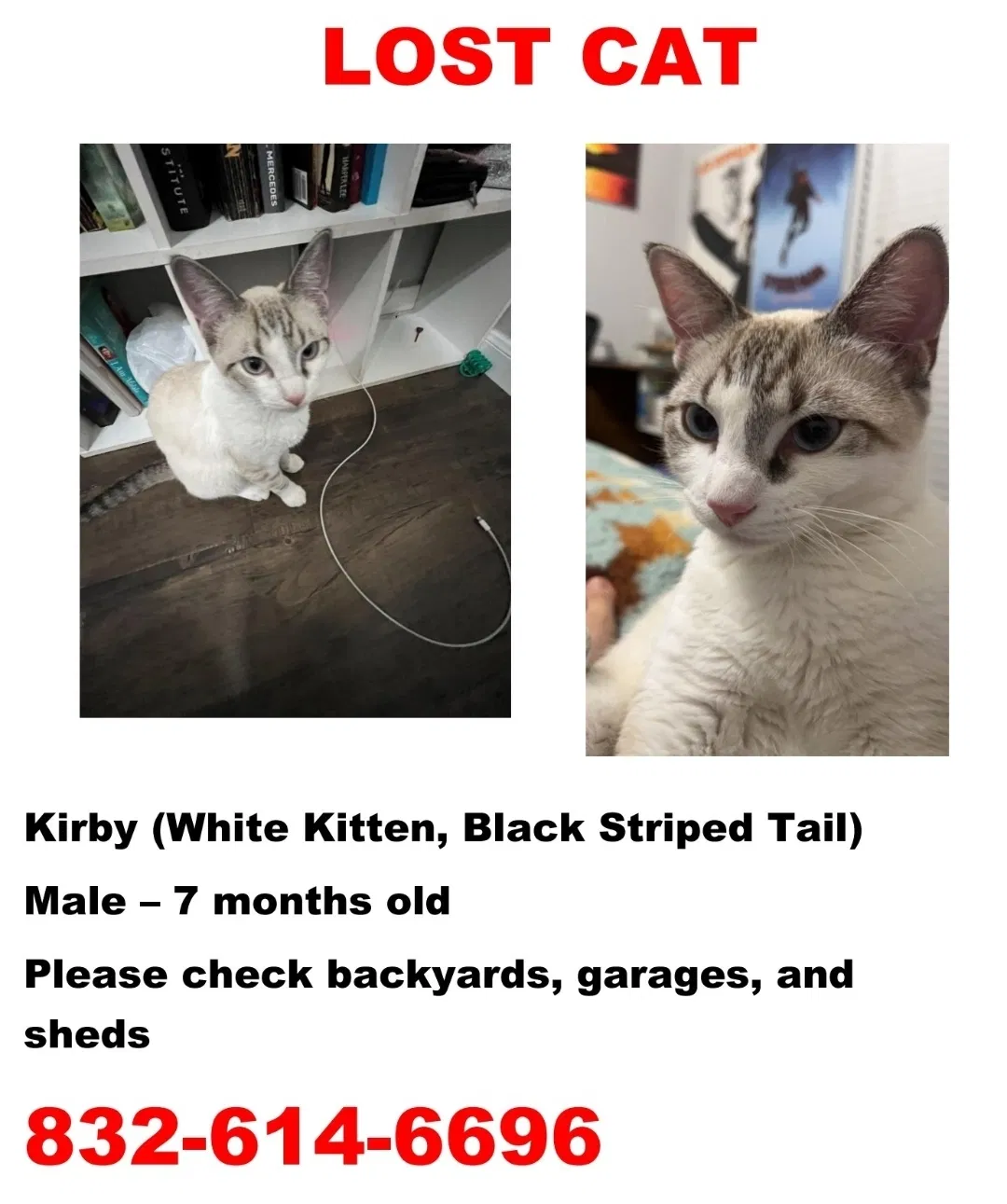 Lost cat in Houston, TX, 77095