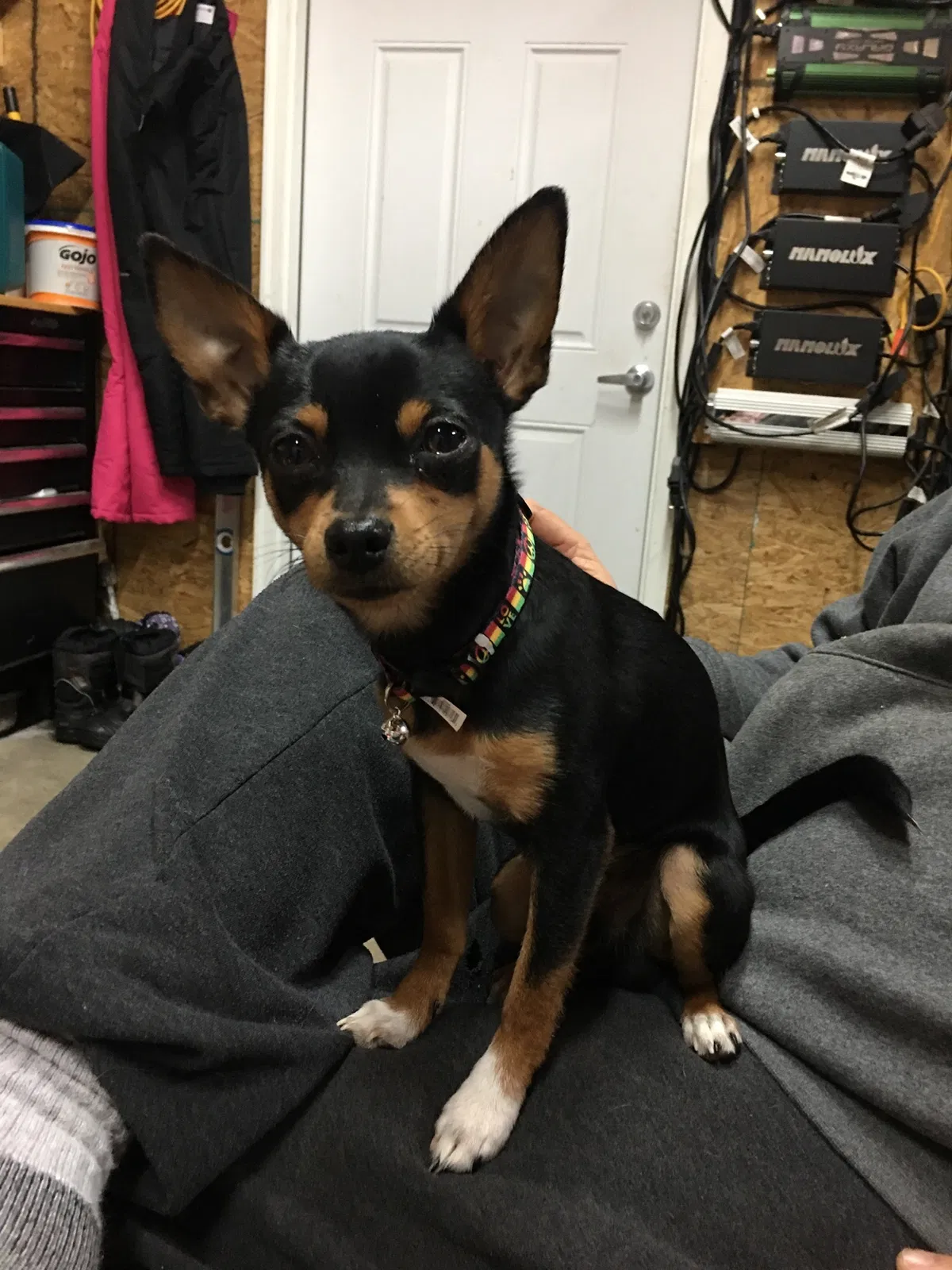 Lost dog in Mayville, MI, 48744