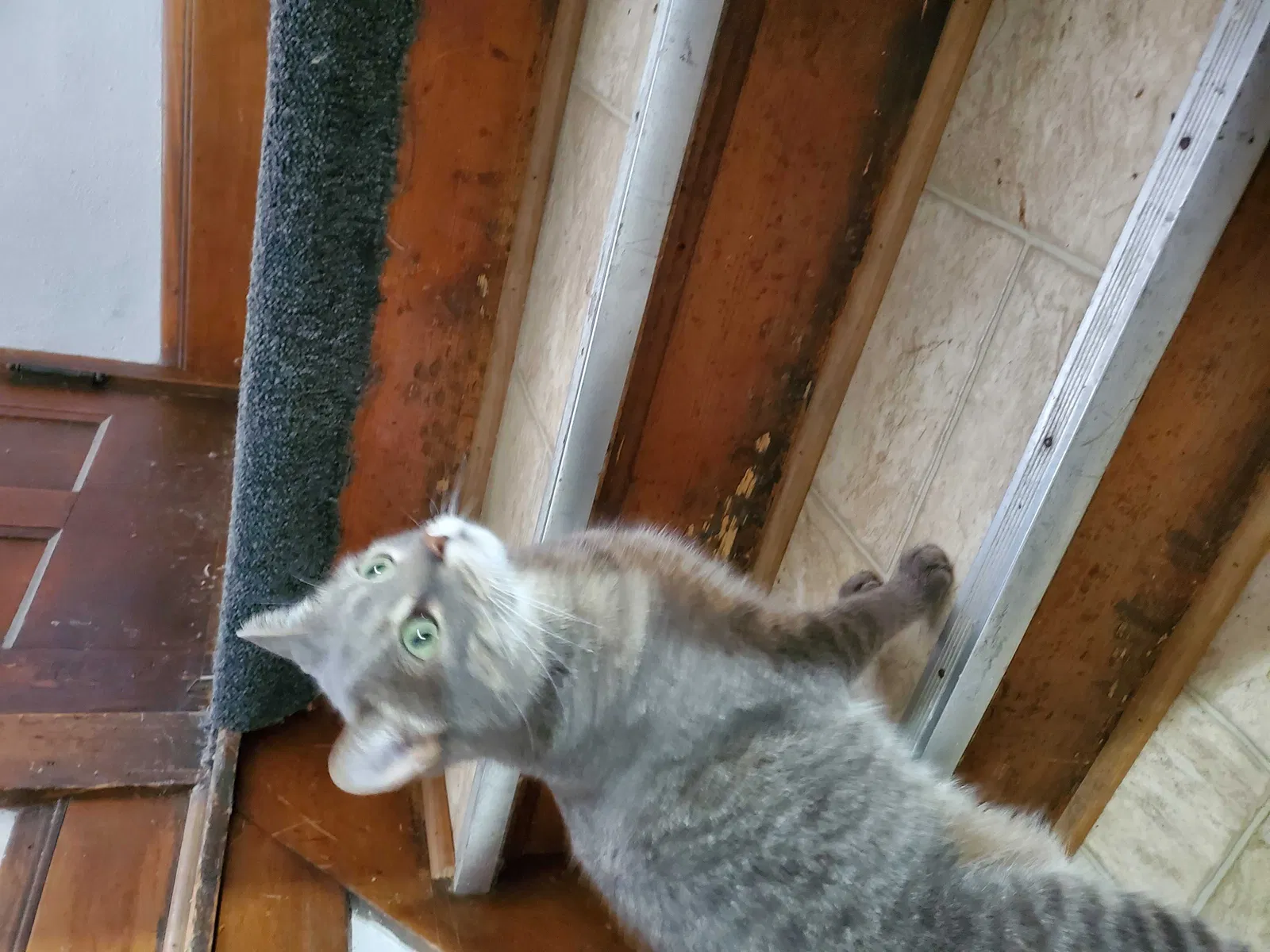 Found cat in Milwaukee, WI, 53211