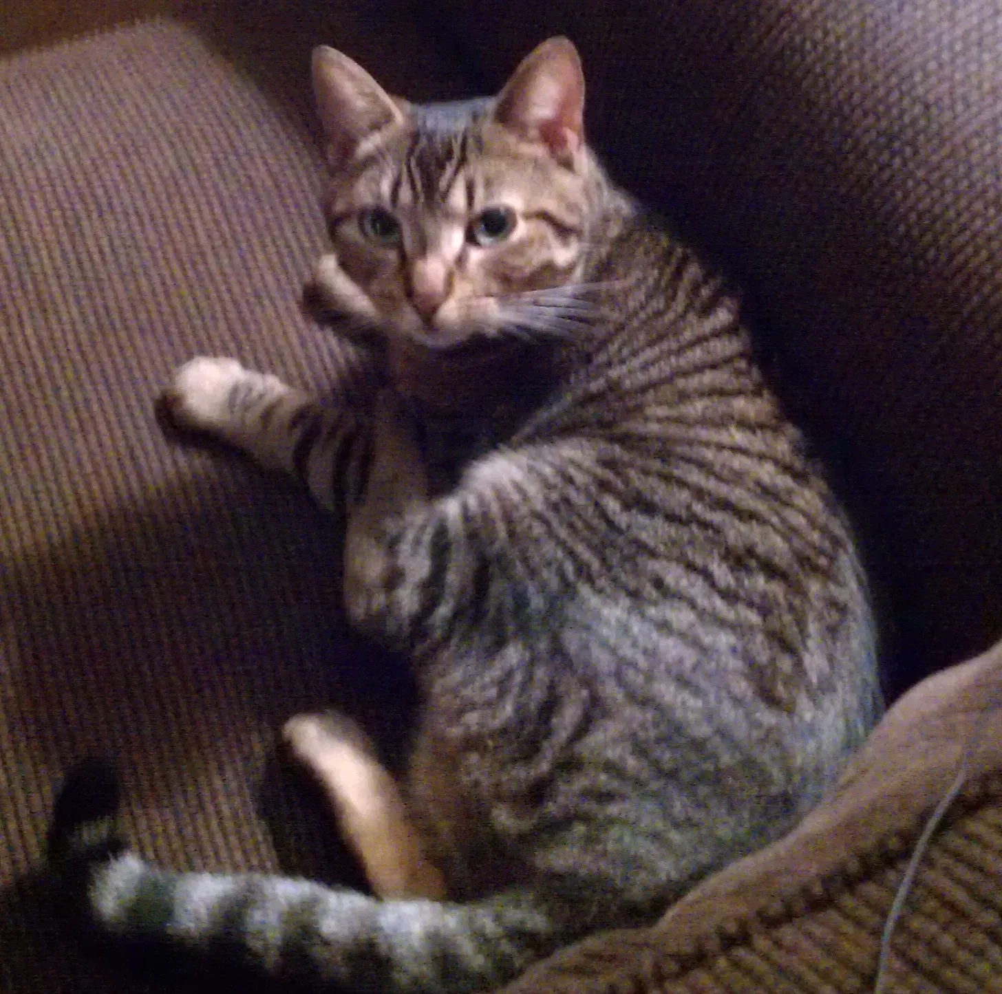 Lost cat in Chatham, NJ, 7928