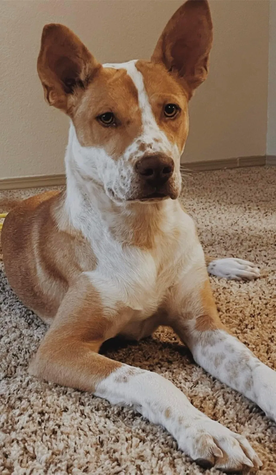 Lost dog in El Paso, TX, 79938