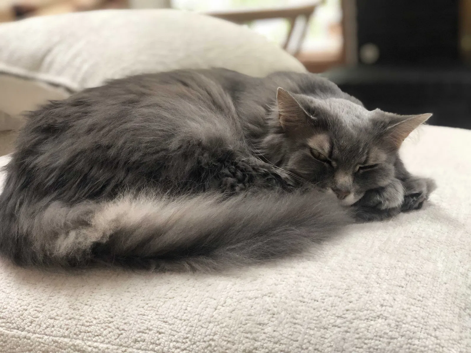 Lost cat in Springboro, OH, 45066