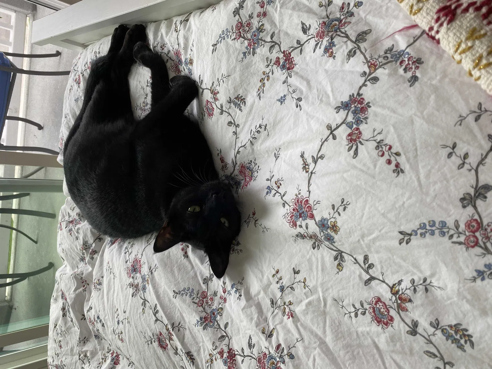 Lost cat in Playa Del Rey, CA, 90293
