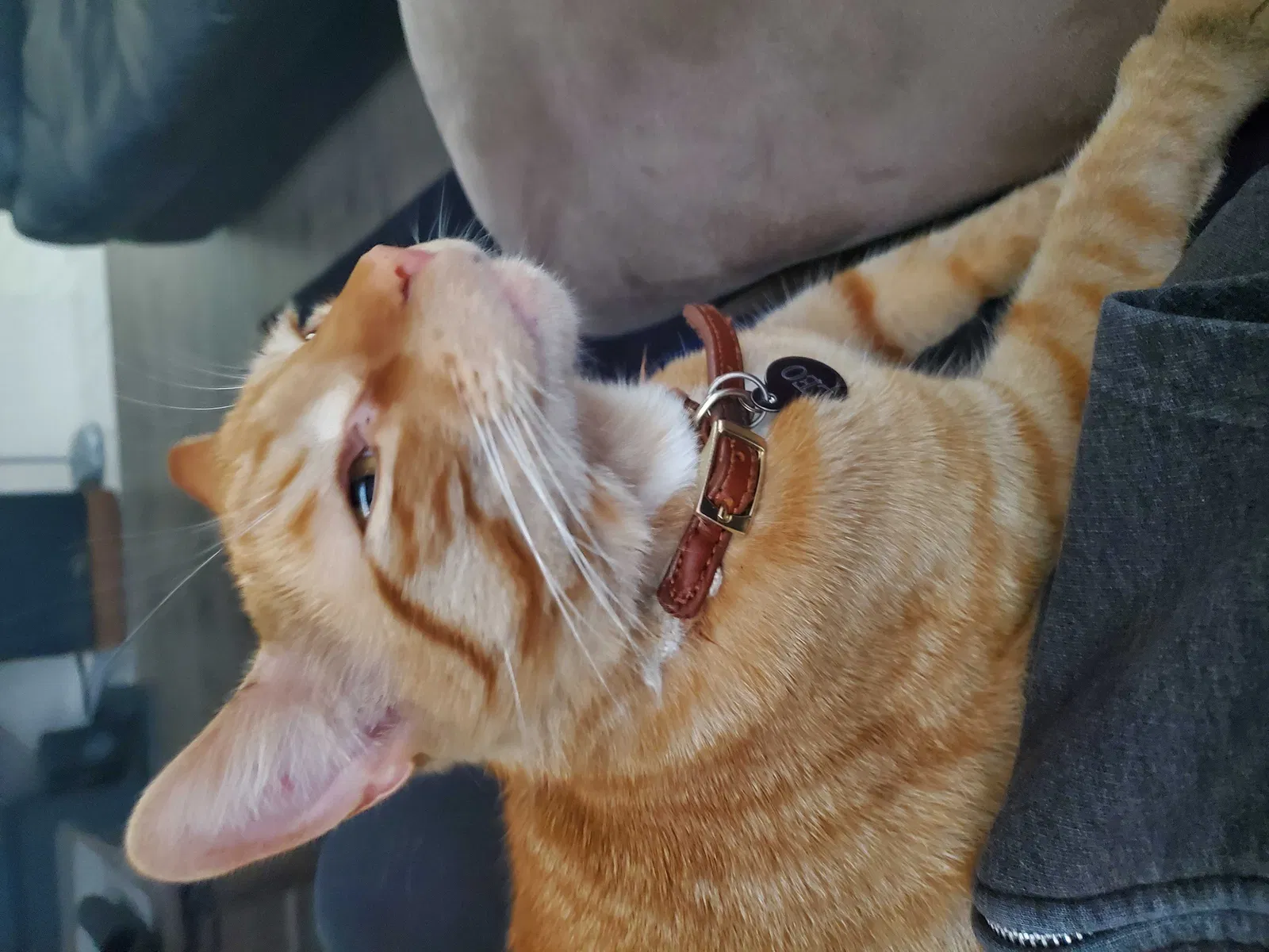 Lost cat in Oxnard, CA, 93035
