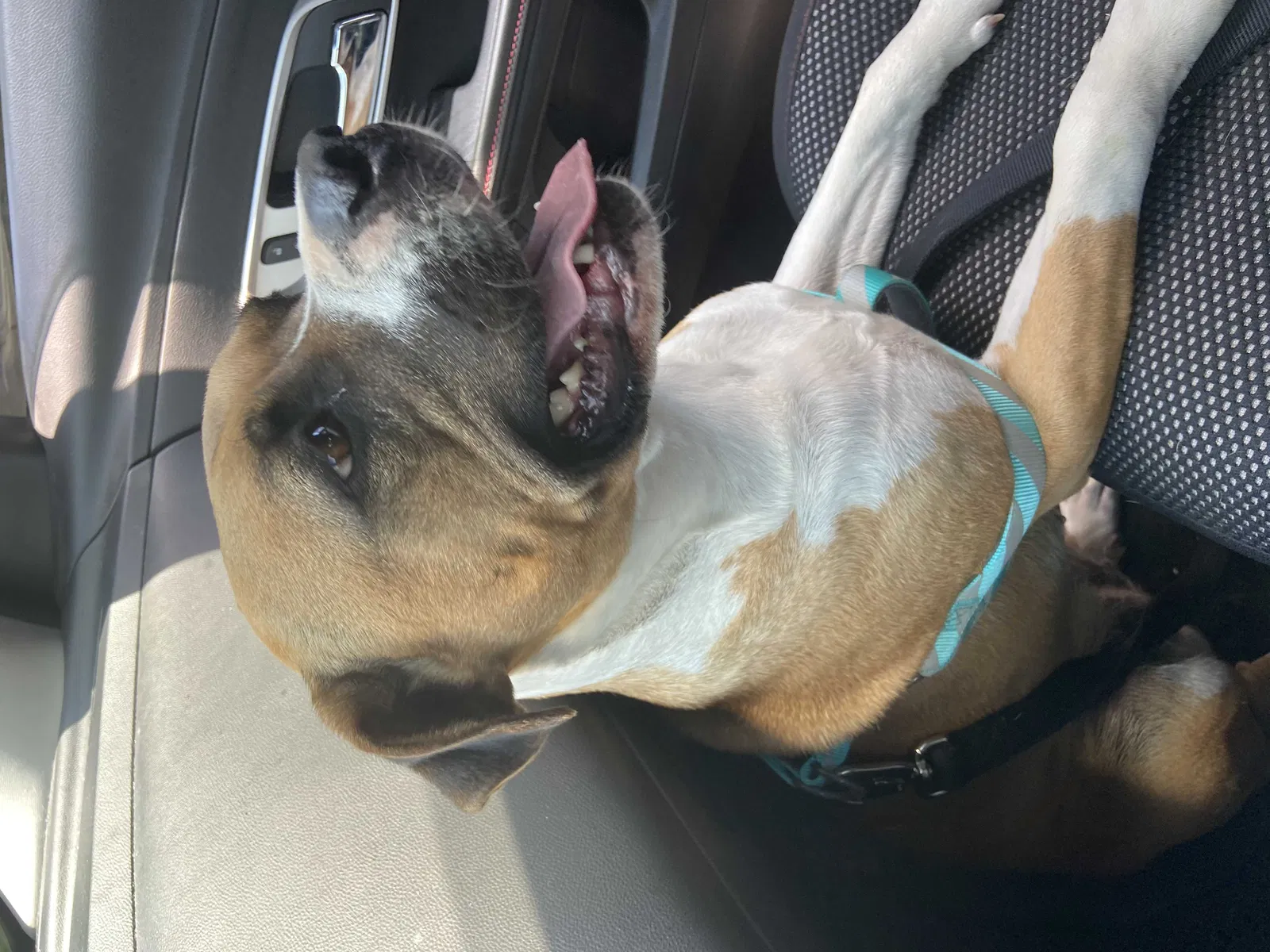 Lost dog in Unknown, OK, 74064