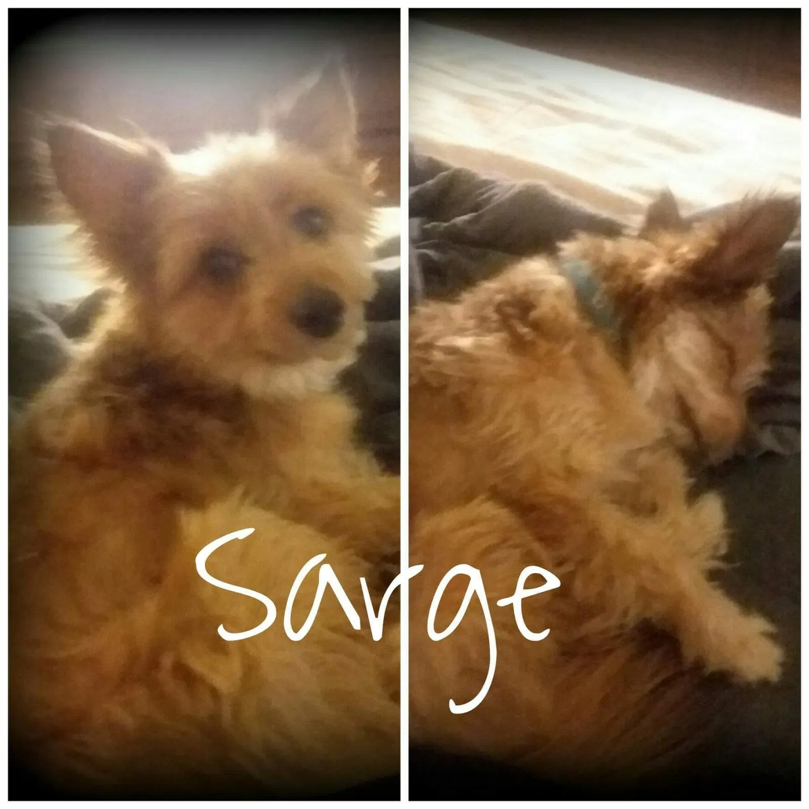 Lost dog in Las Vegas, NV, 89102