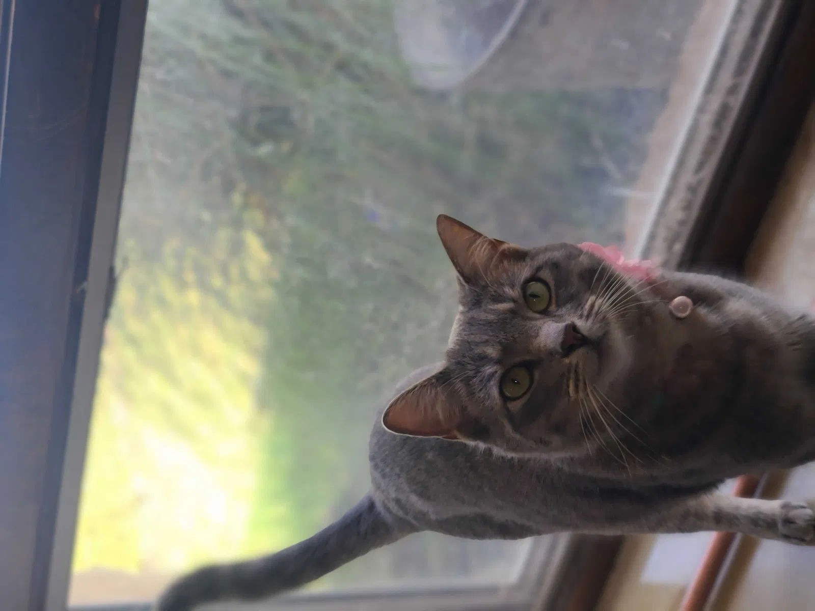 Lost cat in Oklahoma City, OK, 73165