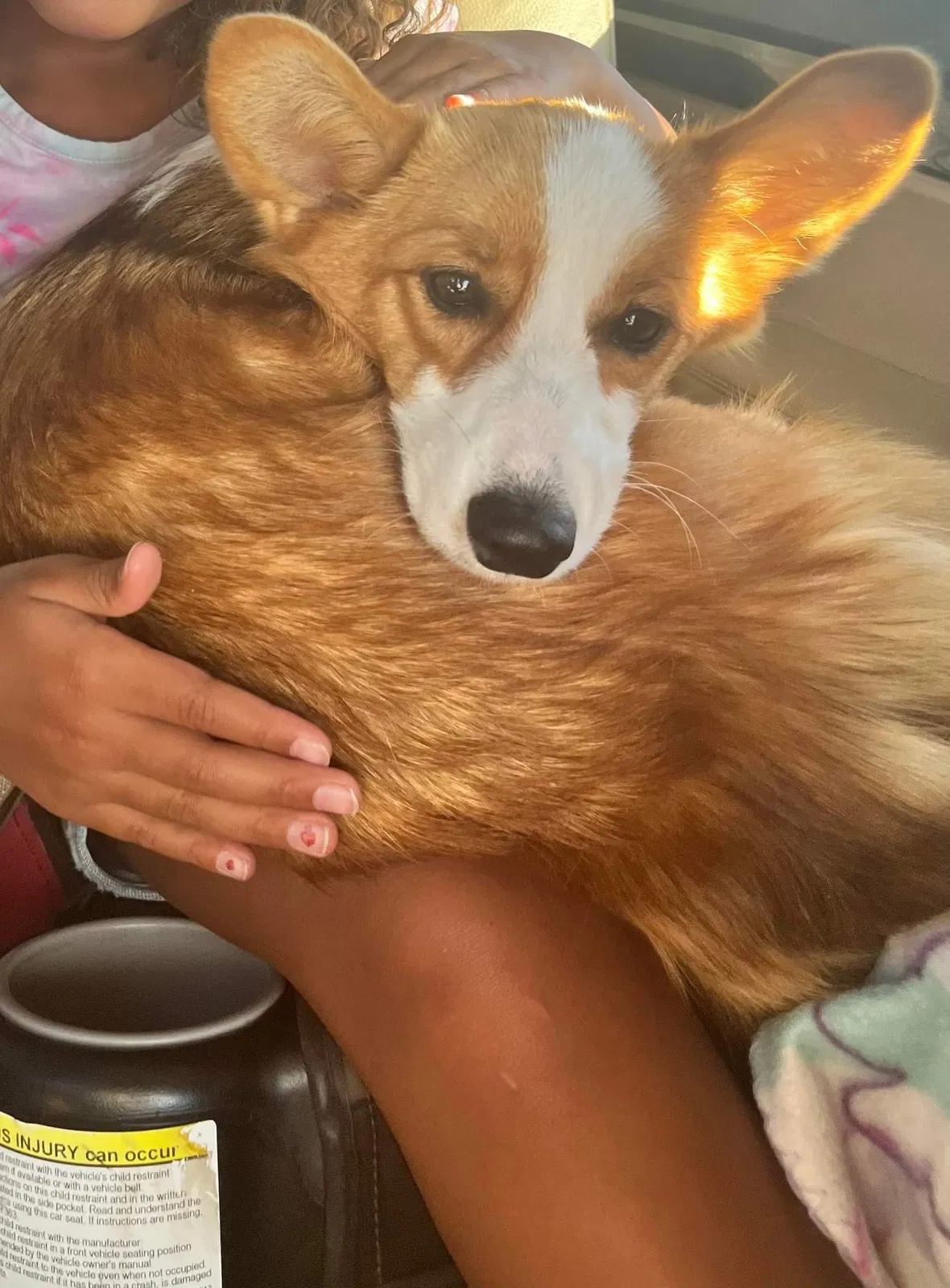 Lost dog in Fountain, CO, 80817