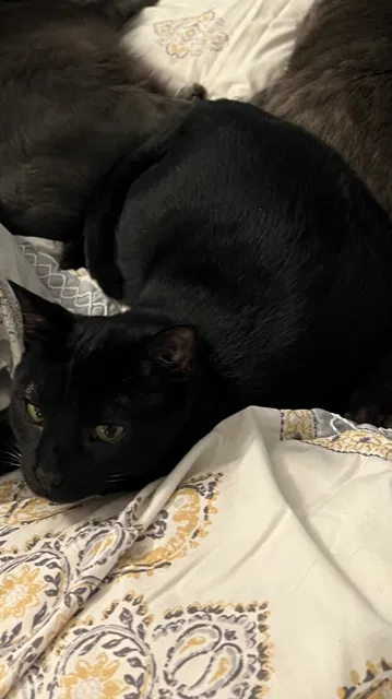 Lost cat in Rome, GA, 30161
