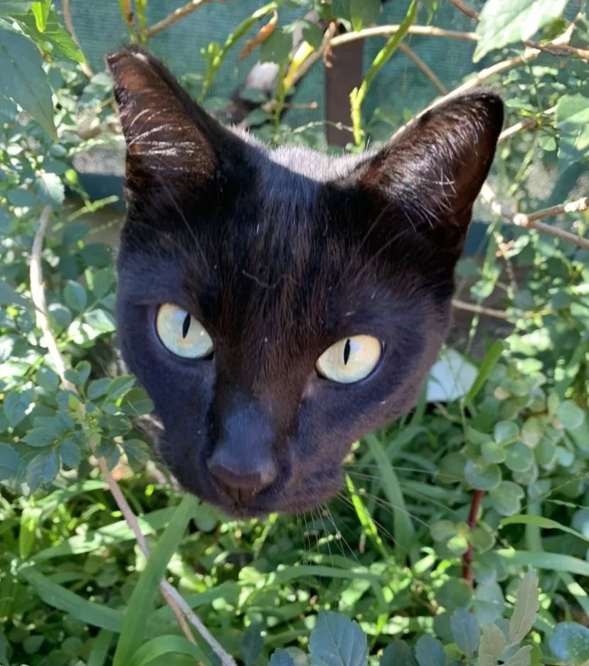 Lost cat in Los Angeles, CA, 90011