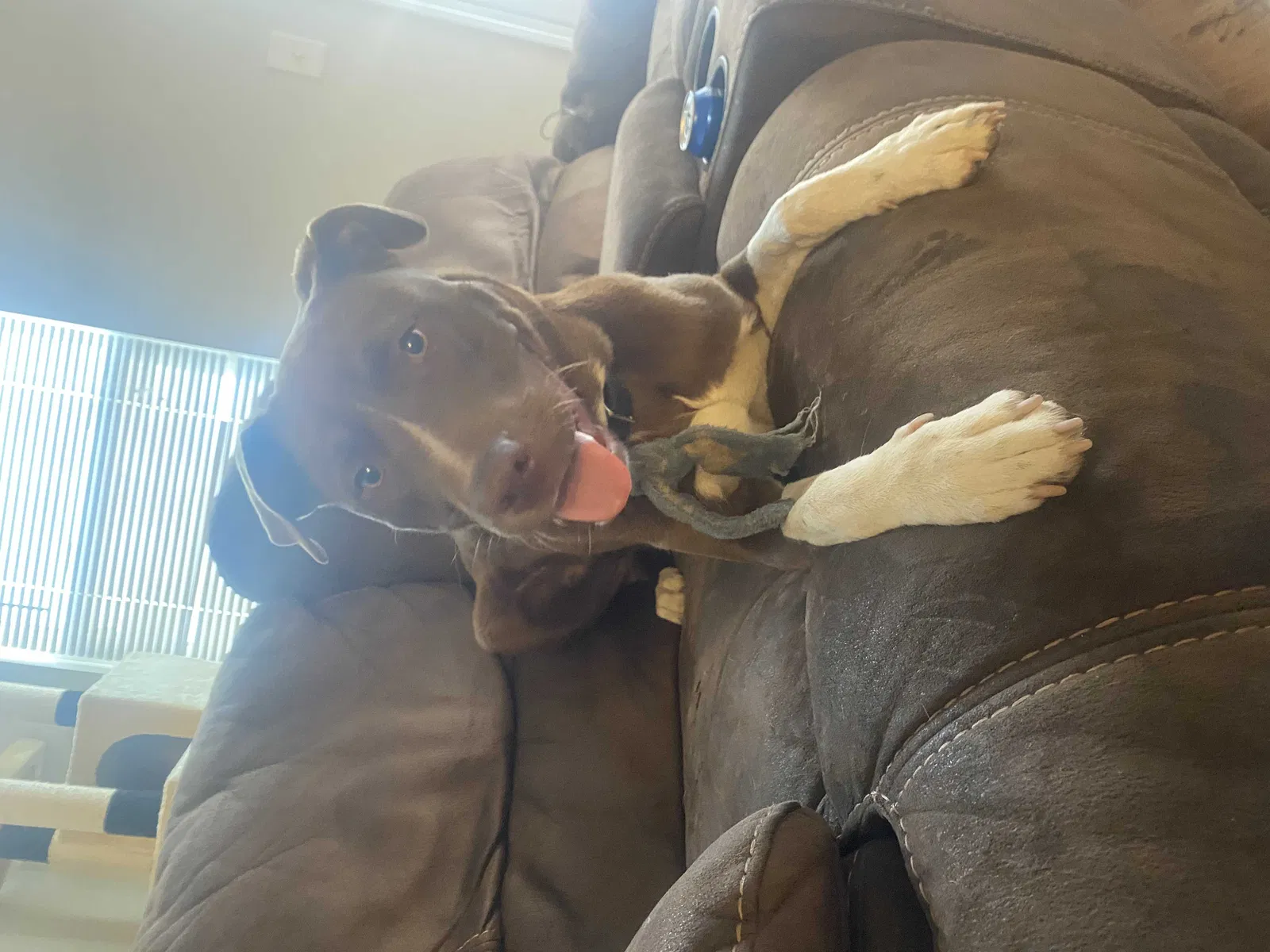 Found dog in Summerville, SC, 29483