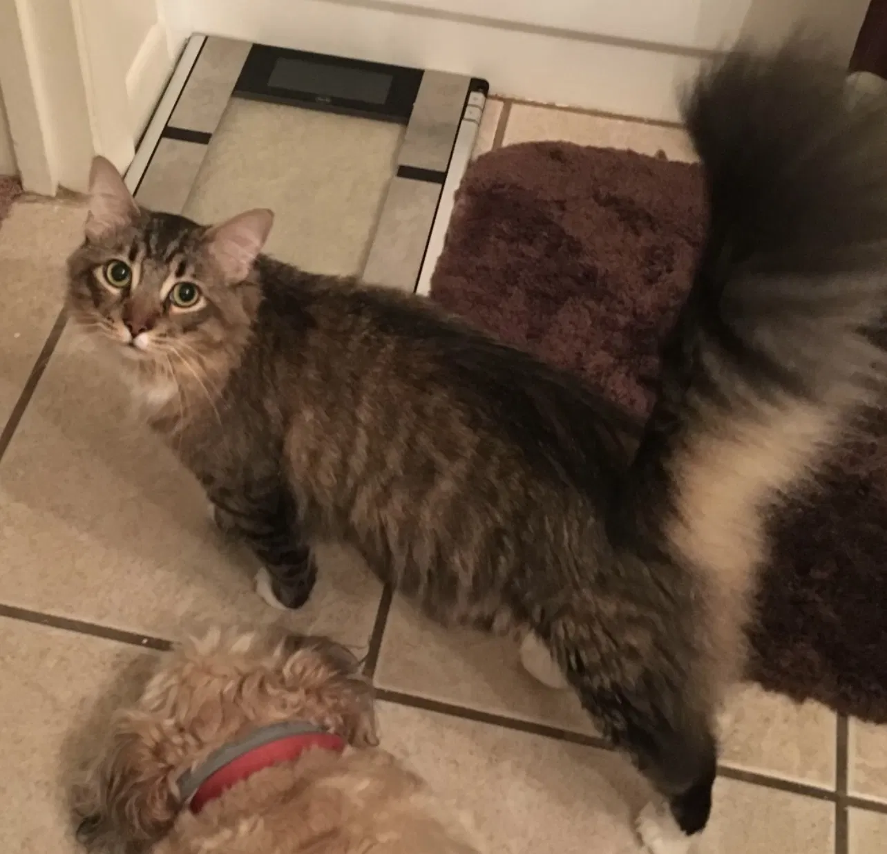 Lost cat in Orlando, FL, 32806
