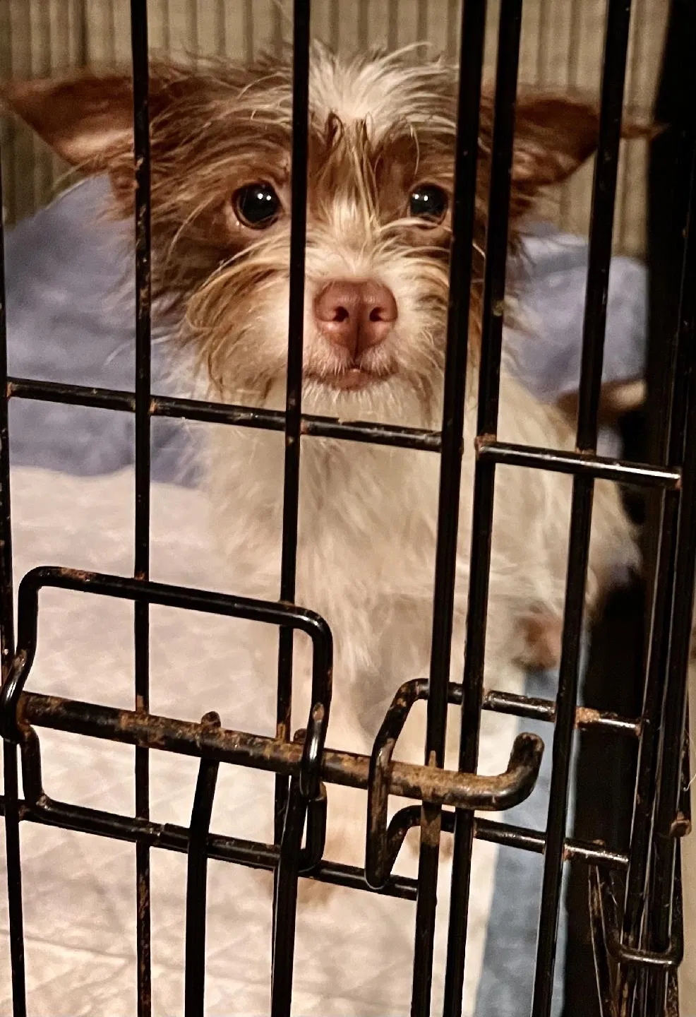 Lost dog in Mcminnville, TN, 37110