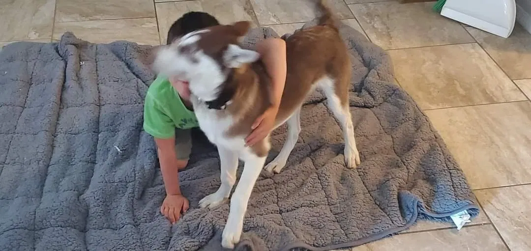 Lost dog in Belen, NM, 87002