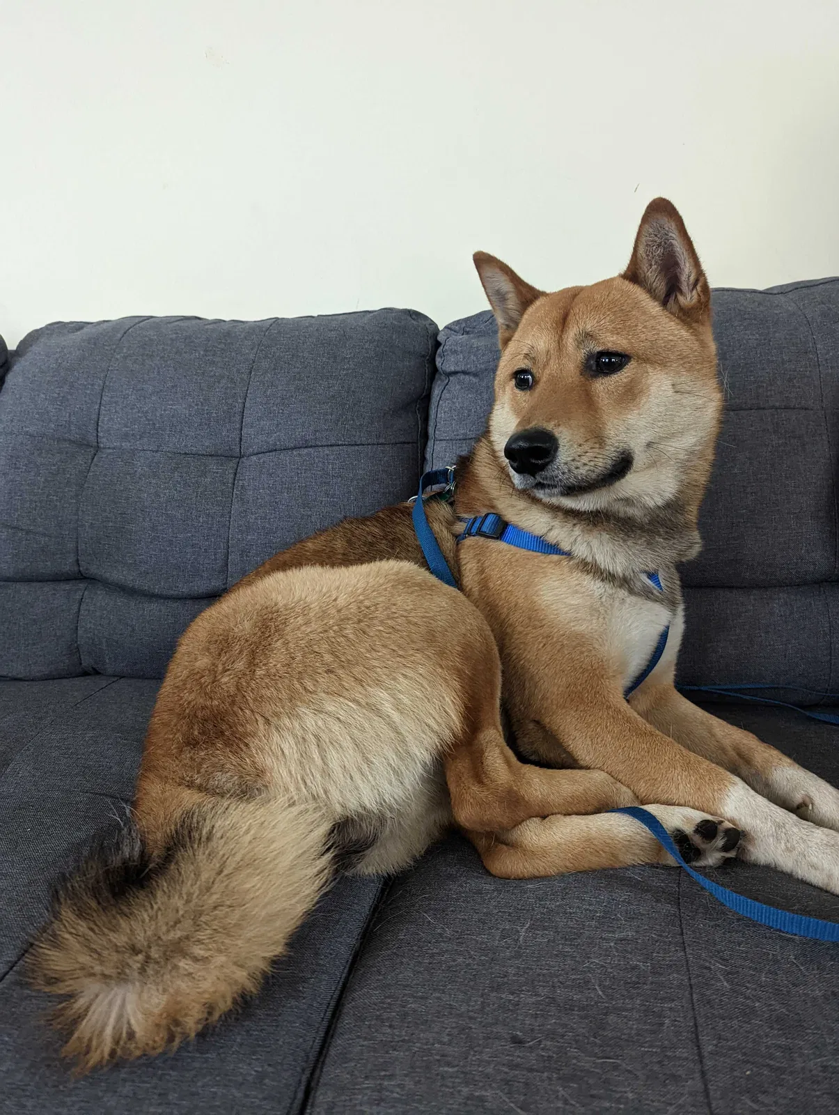 Lost dog in Niles, MI, 49120