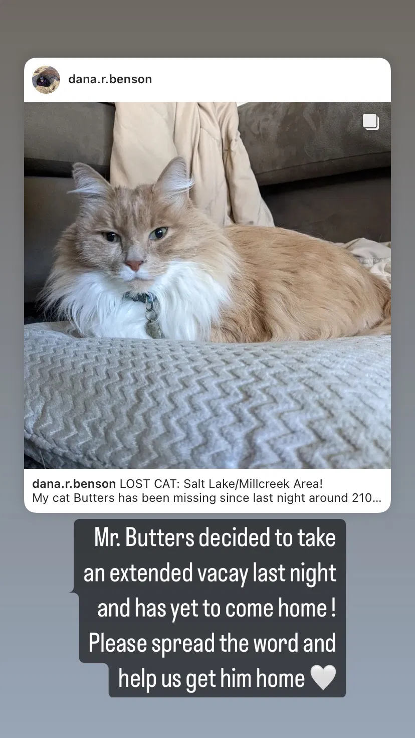 Lost cat in Salt Lake City, UT, 84109