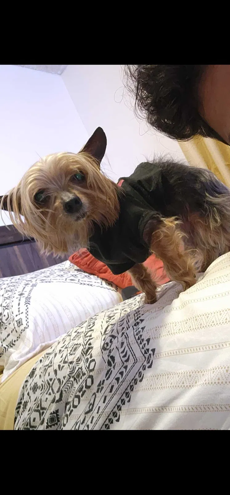 Lost dog in Fresno, CA, 93701