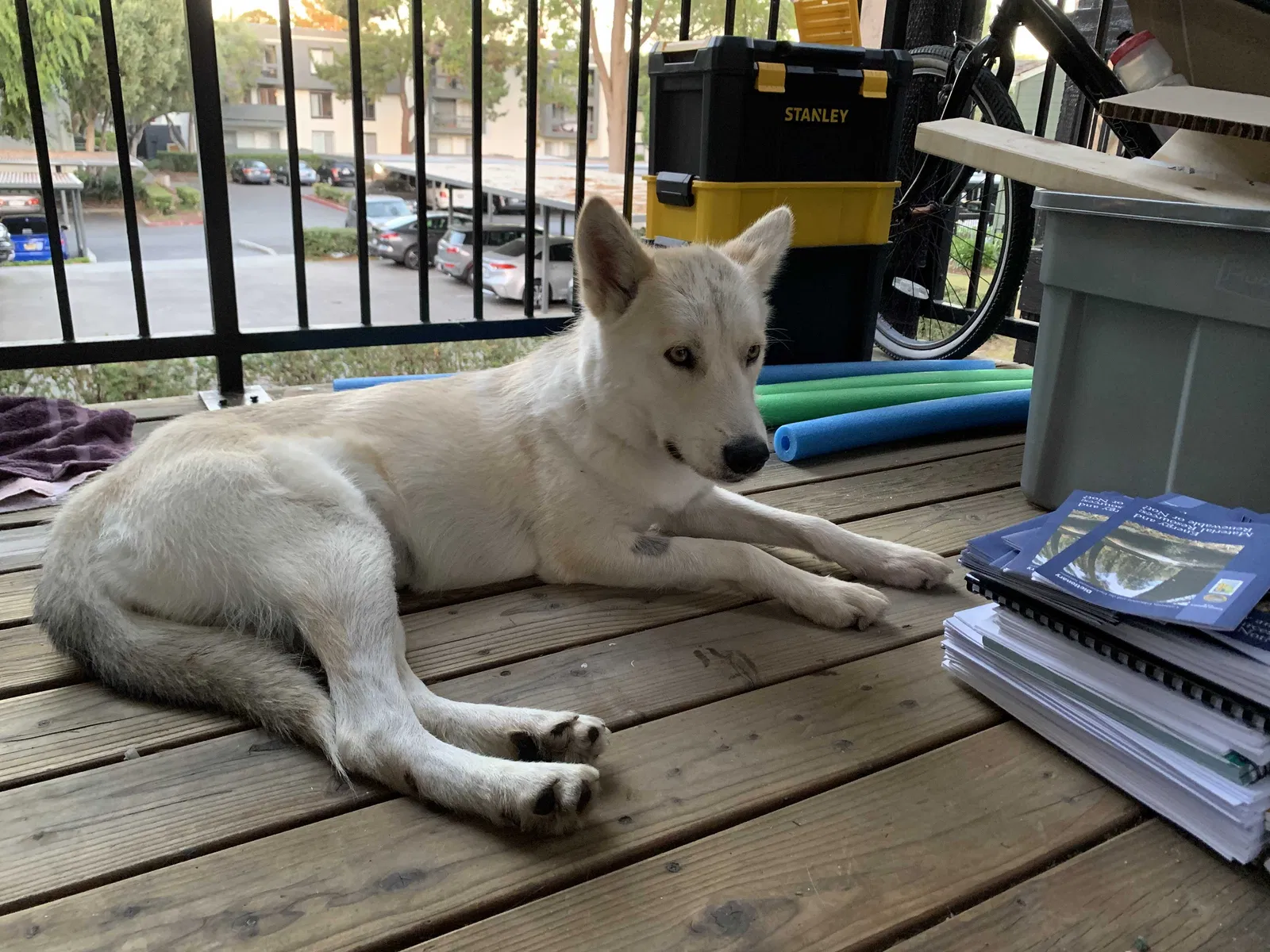 Lost dog in Santa Cruz, CA, 95060