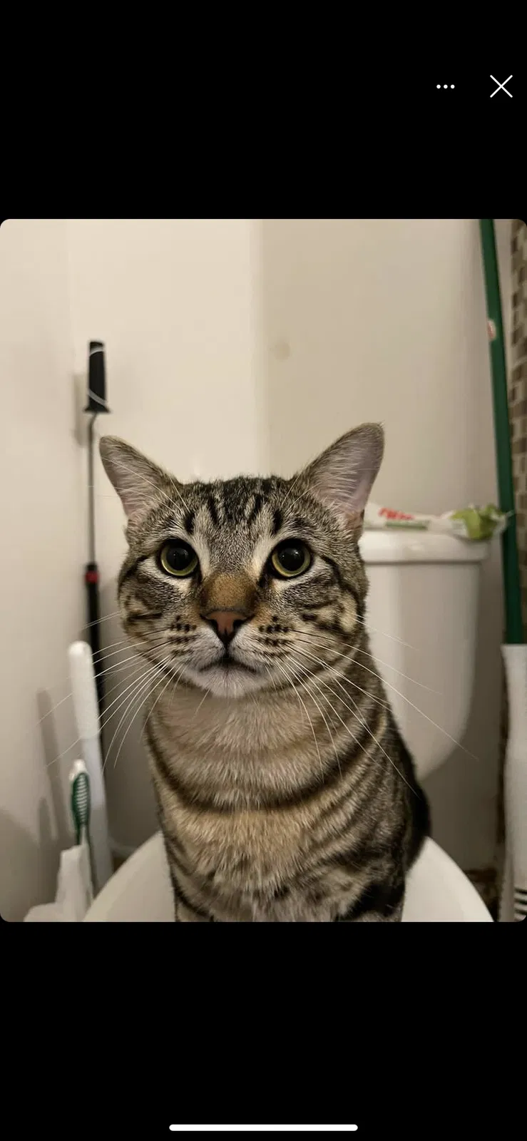 Lost cat in Westminster, CA, 92683