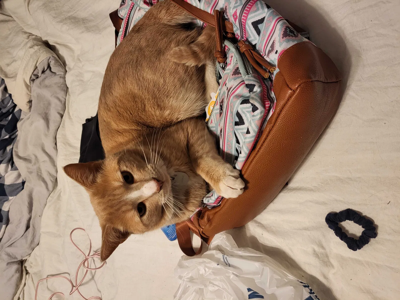 Lost cat in Richmond, VA, 23225