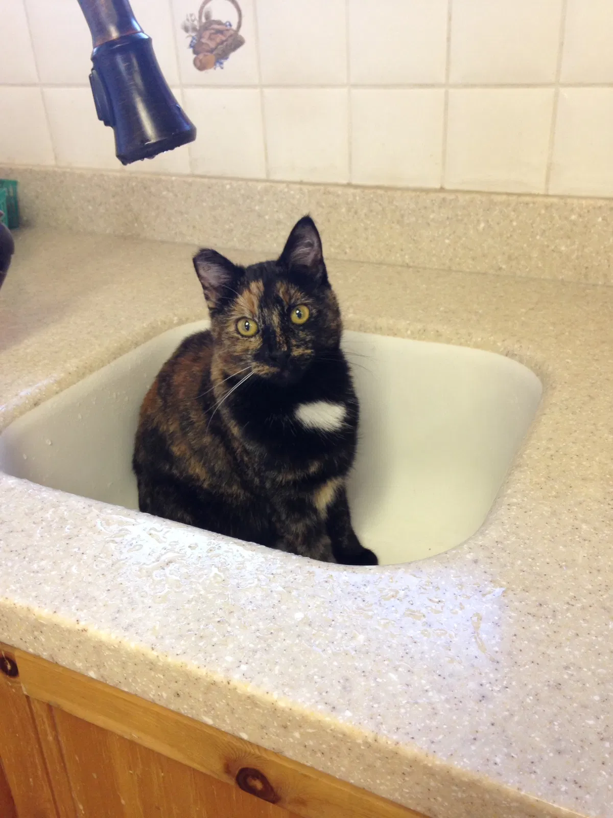 Lost cat in North Highlands, CA, 95660