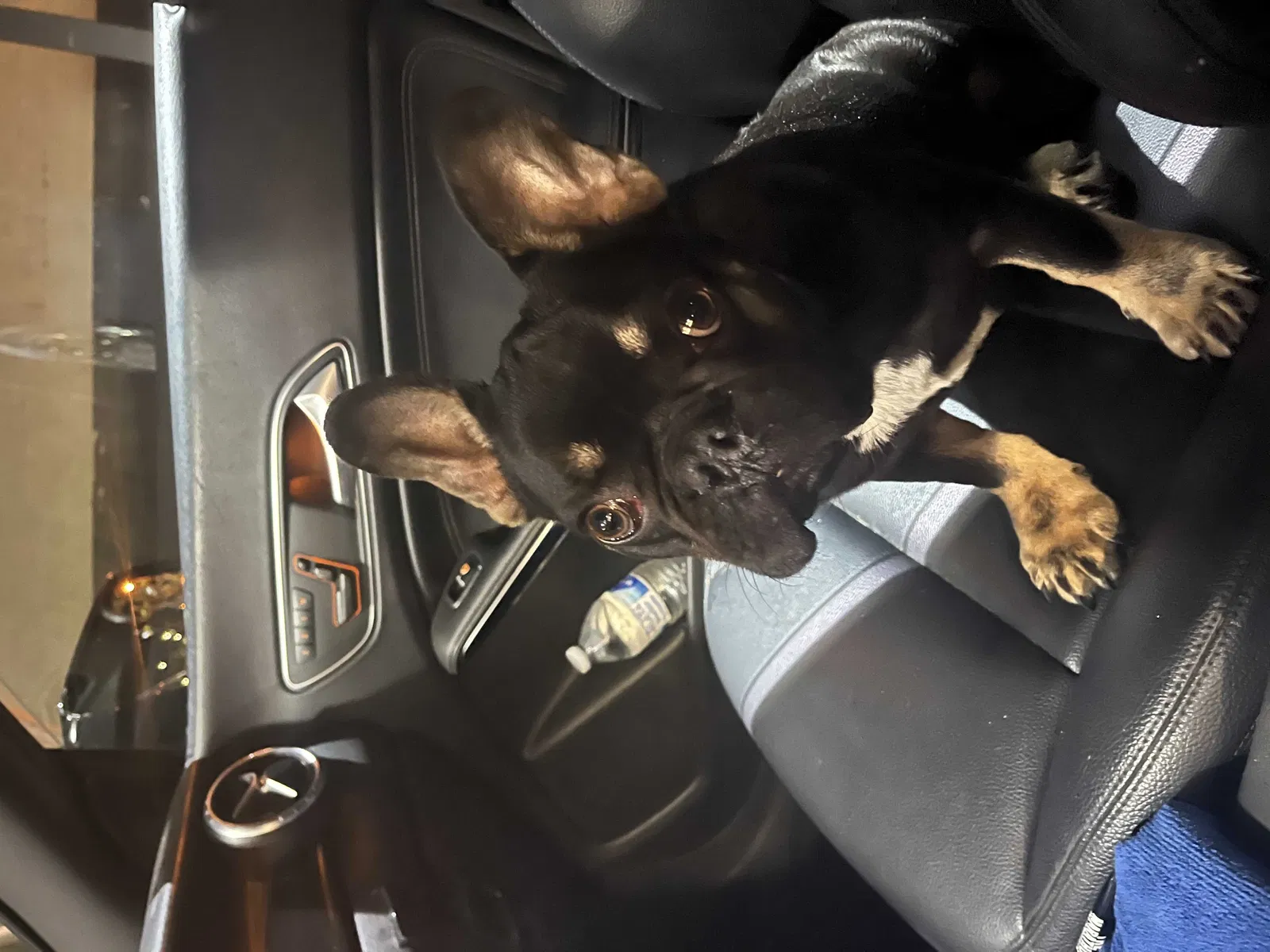 Lost dog in Los Angeles, CA, 90023