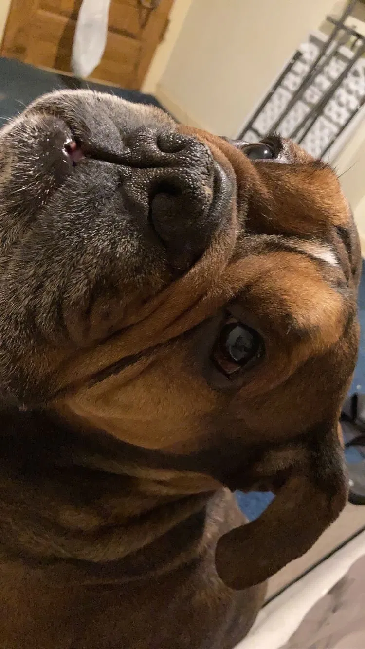 Lost dog in Aurora, IL, 60505