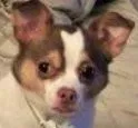 Lost dog in Louisville, KY, 40223