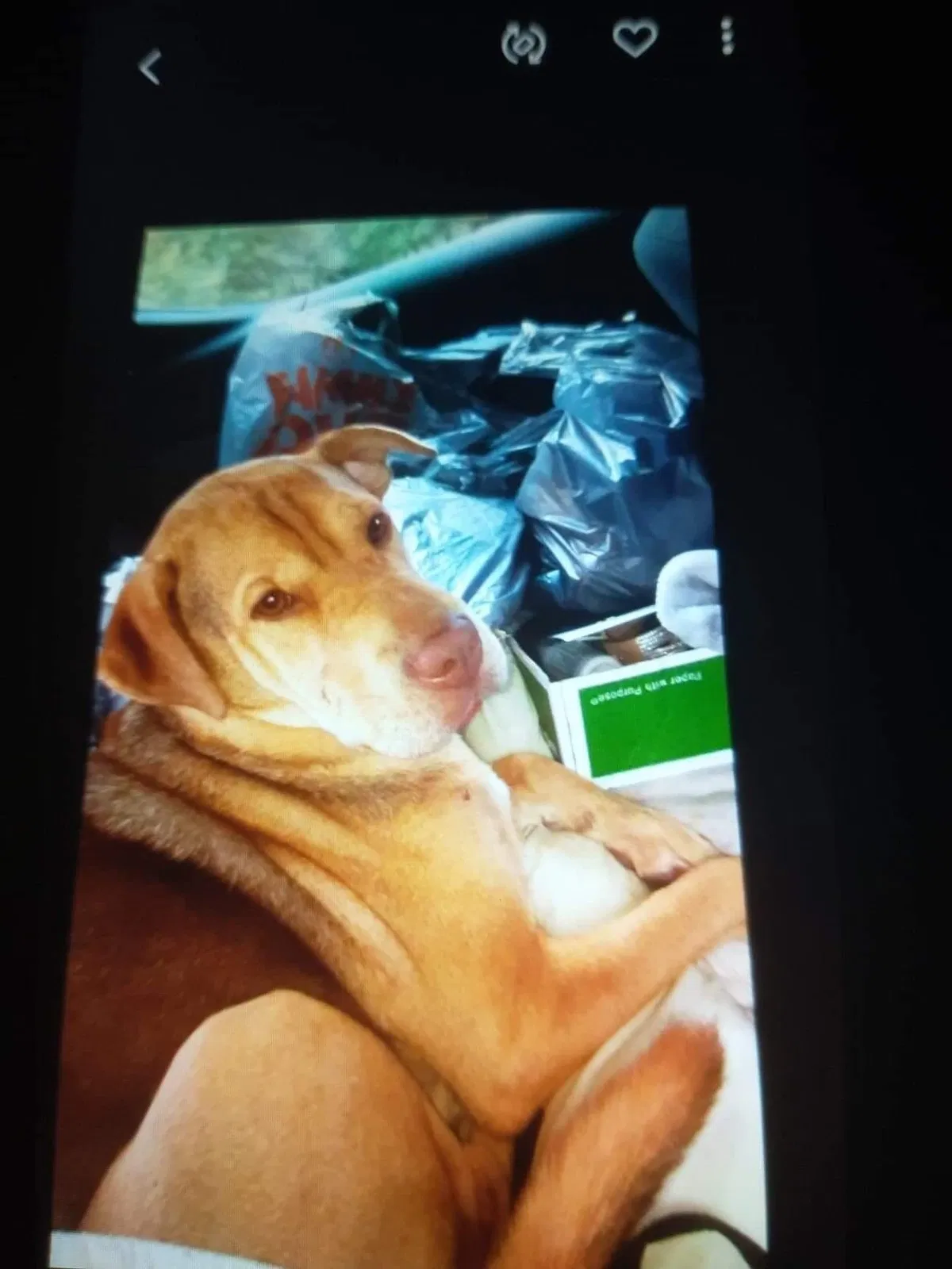 Lost dog in Cameron, NC, 28326