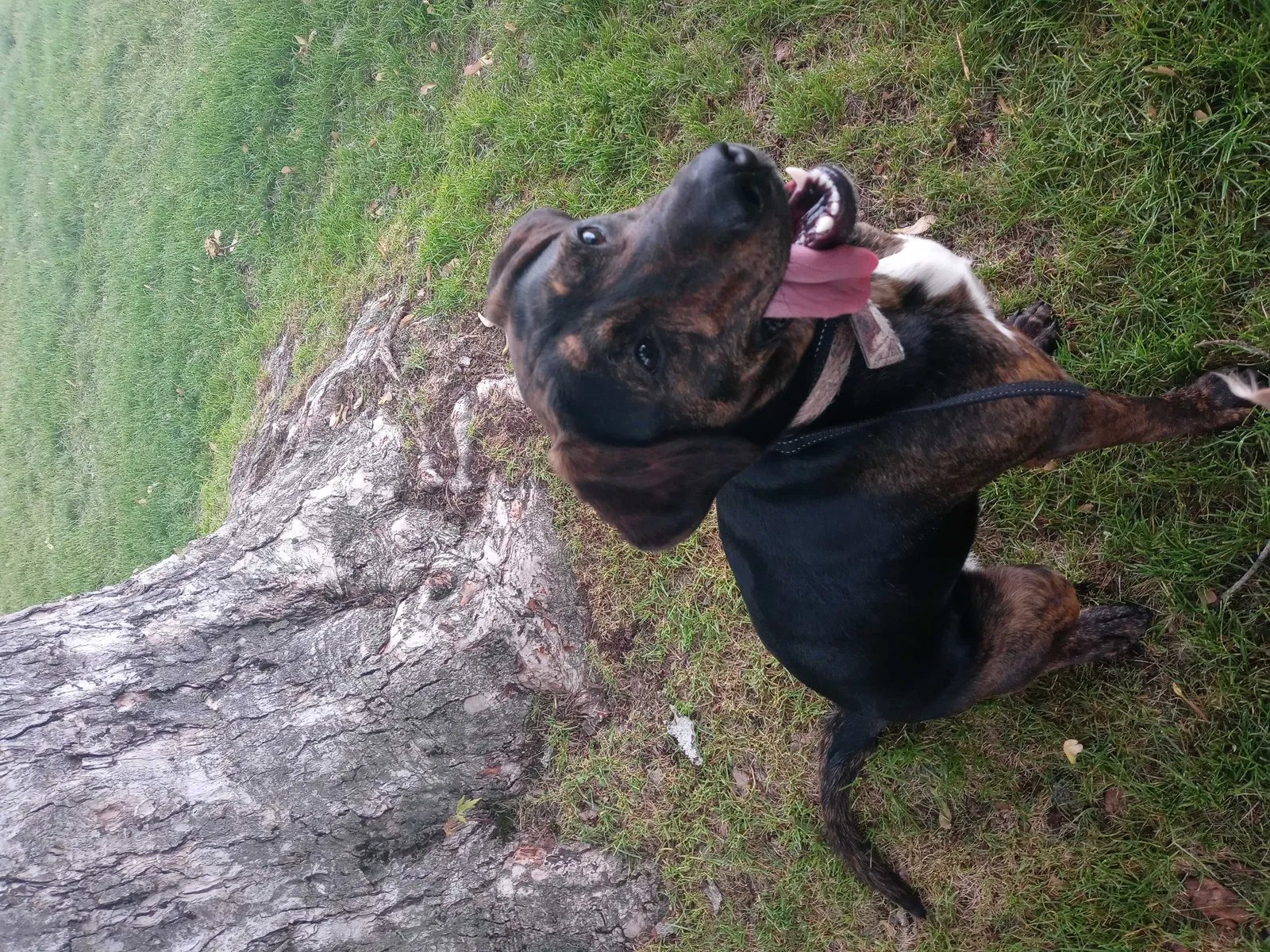 Lost dog in Spokane, WA, 99212