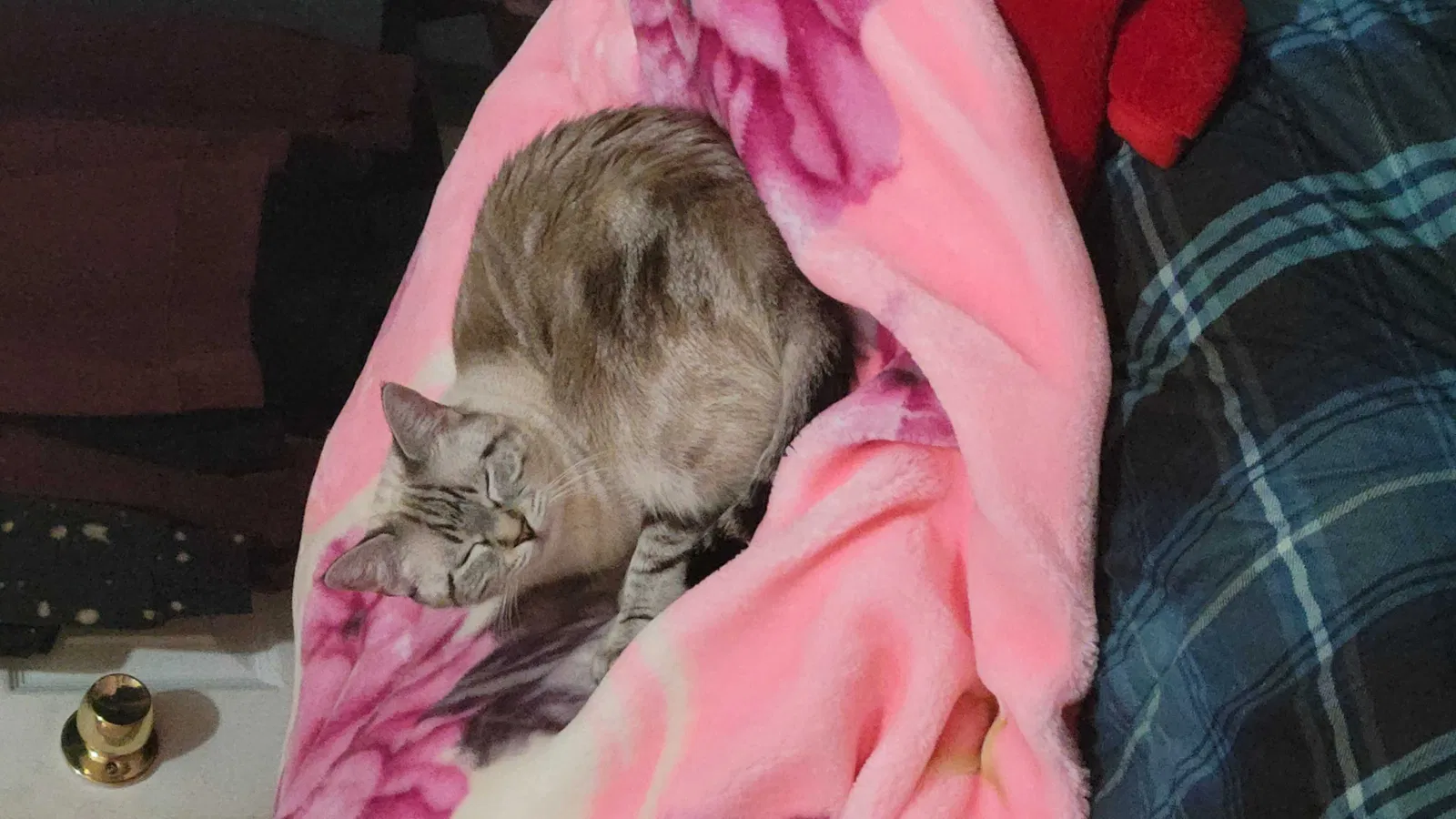 Lost cat in Dearborn, MI, 48126