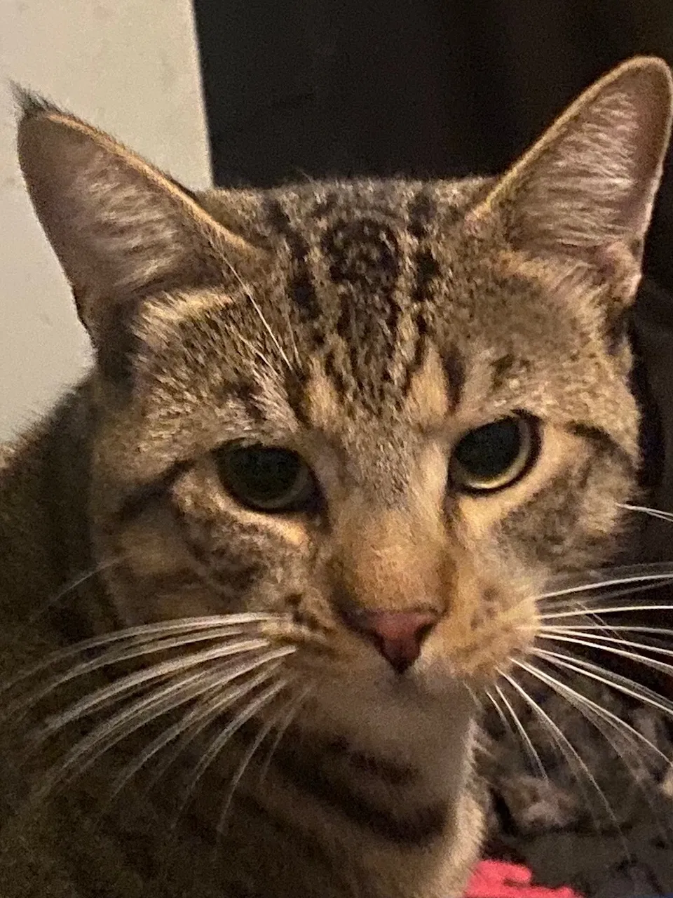 Lost cat in Redlands, CA, 92374