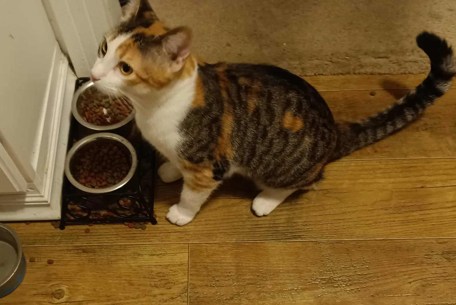 Lost cat in Oceanside, CA, 92057