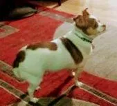 Lost dog in Louisville, KY, 40220