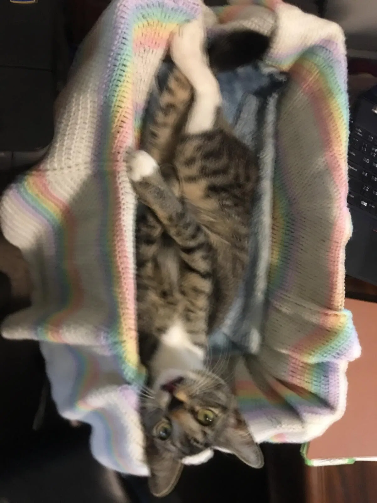 Lost cat in Conroe, TX, 77303