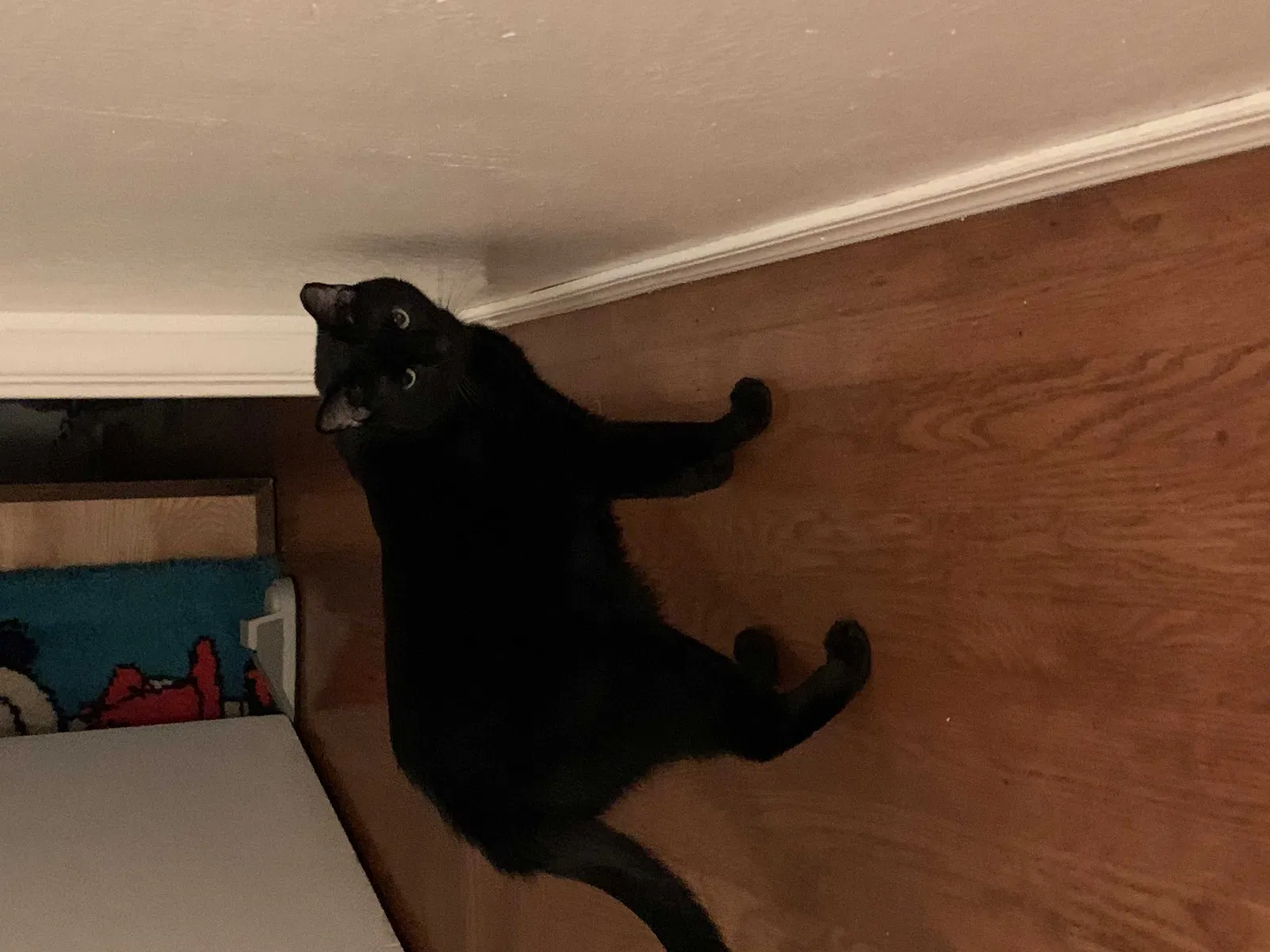 Lost cat in Sacramento, CA, 95825