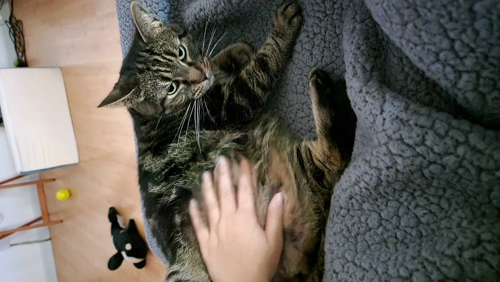 Lost cat in Escondido, CA, 92027
