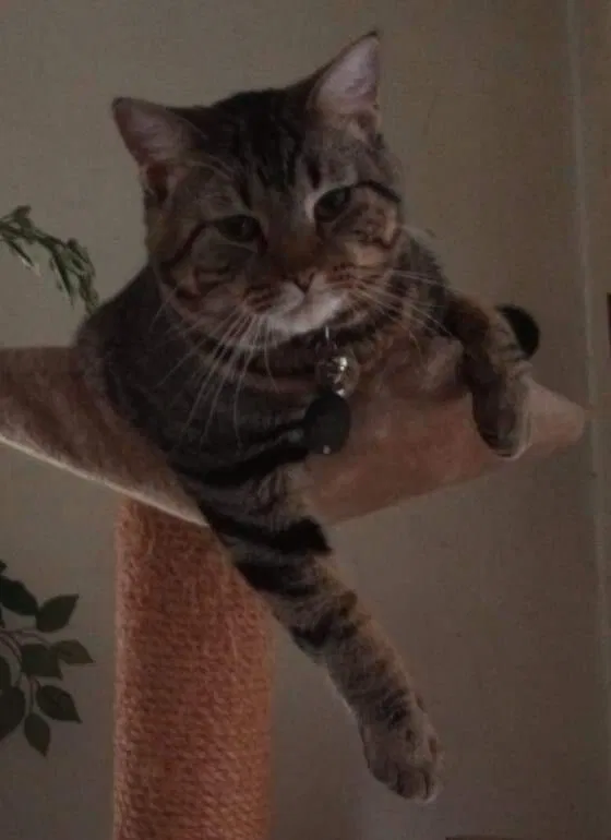 Lost cat in Grand Rapids, MI, 49505