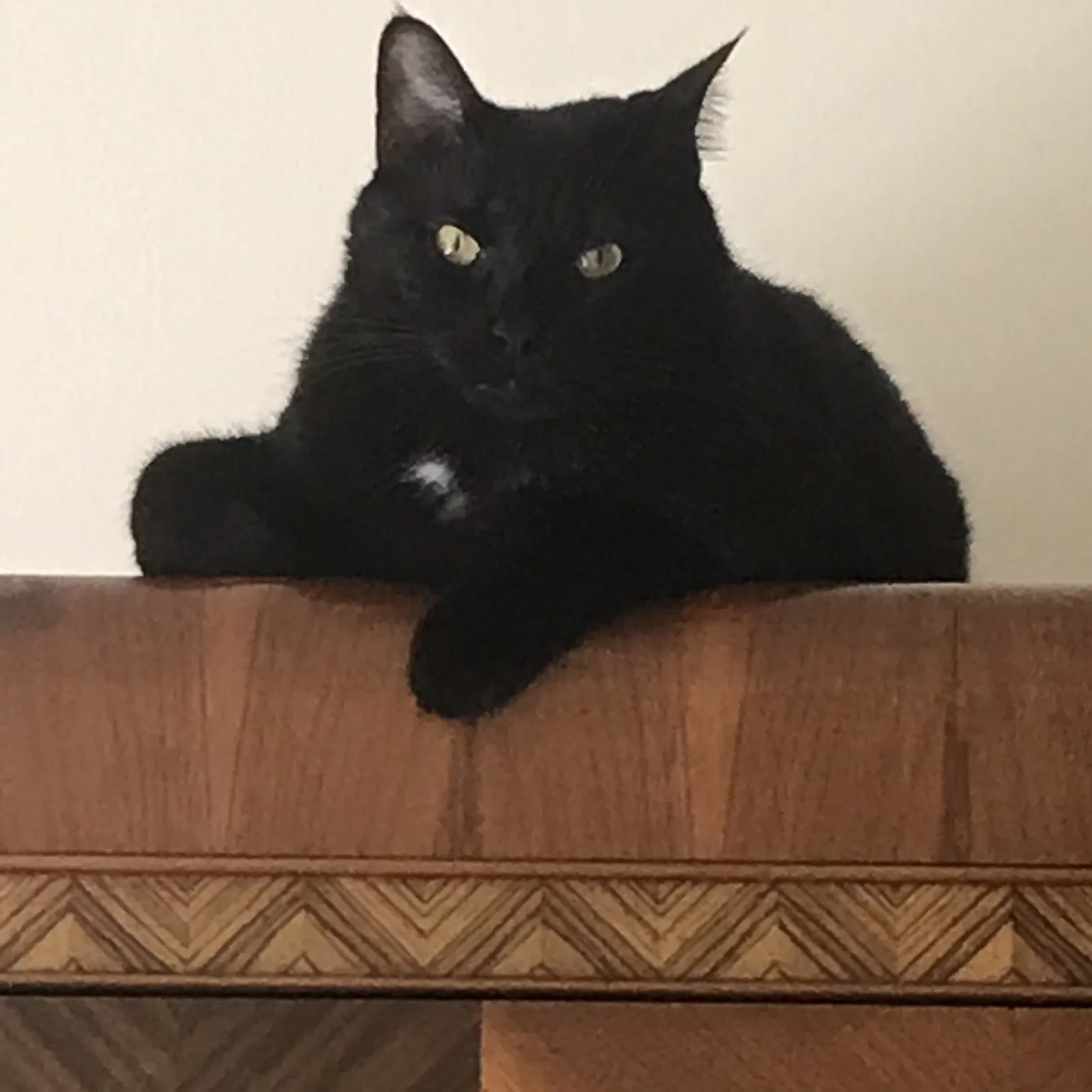 Lost cat in Hampton, VA, 23661