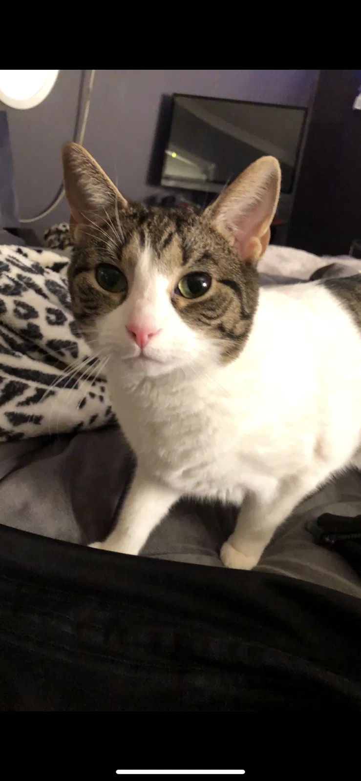 Lost cat in Englishtown, NJ, 7726