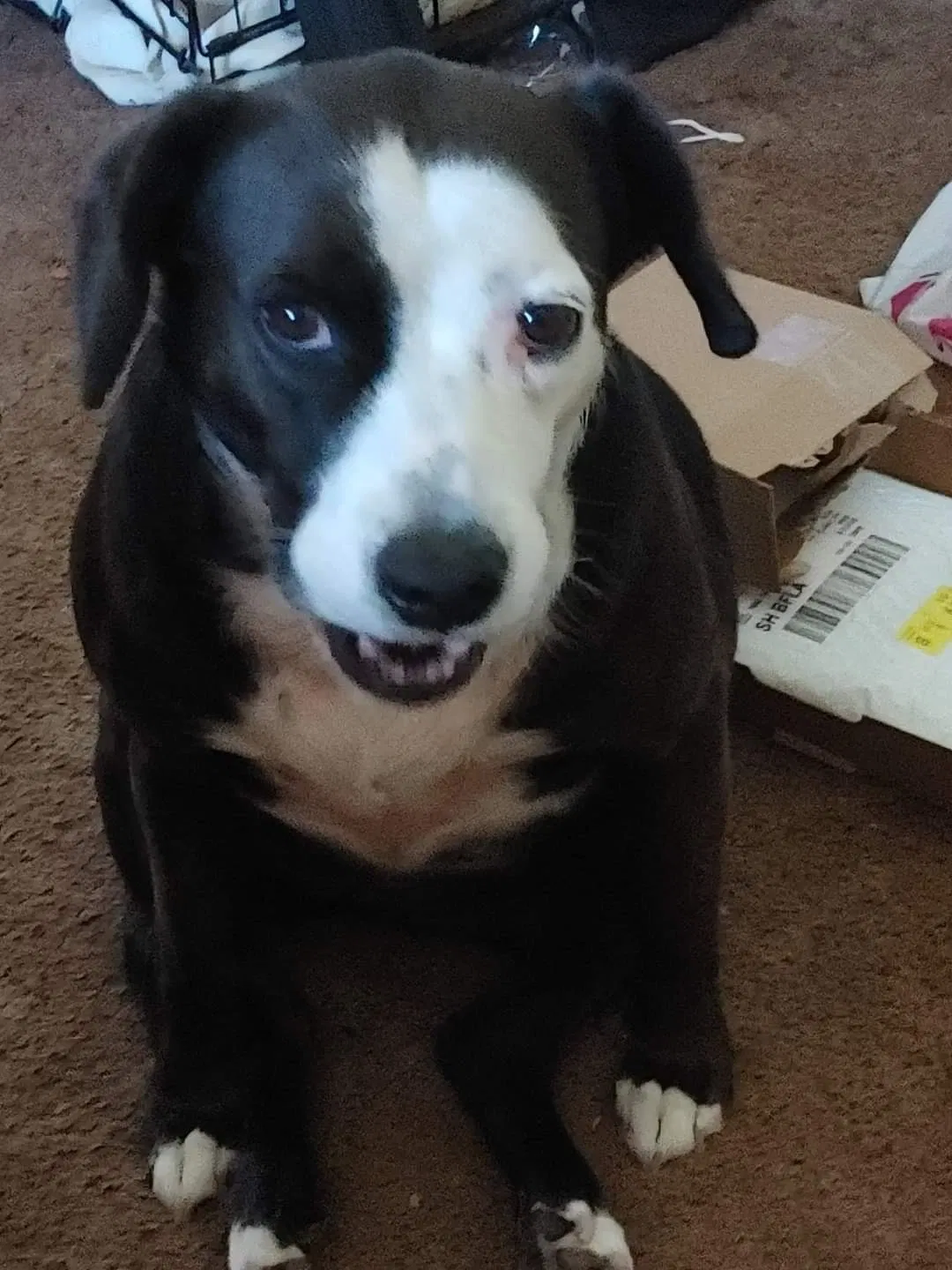 Lost dog in Bakersfield, CA, 93308