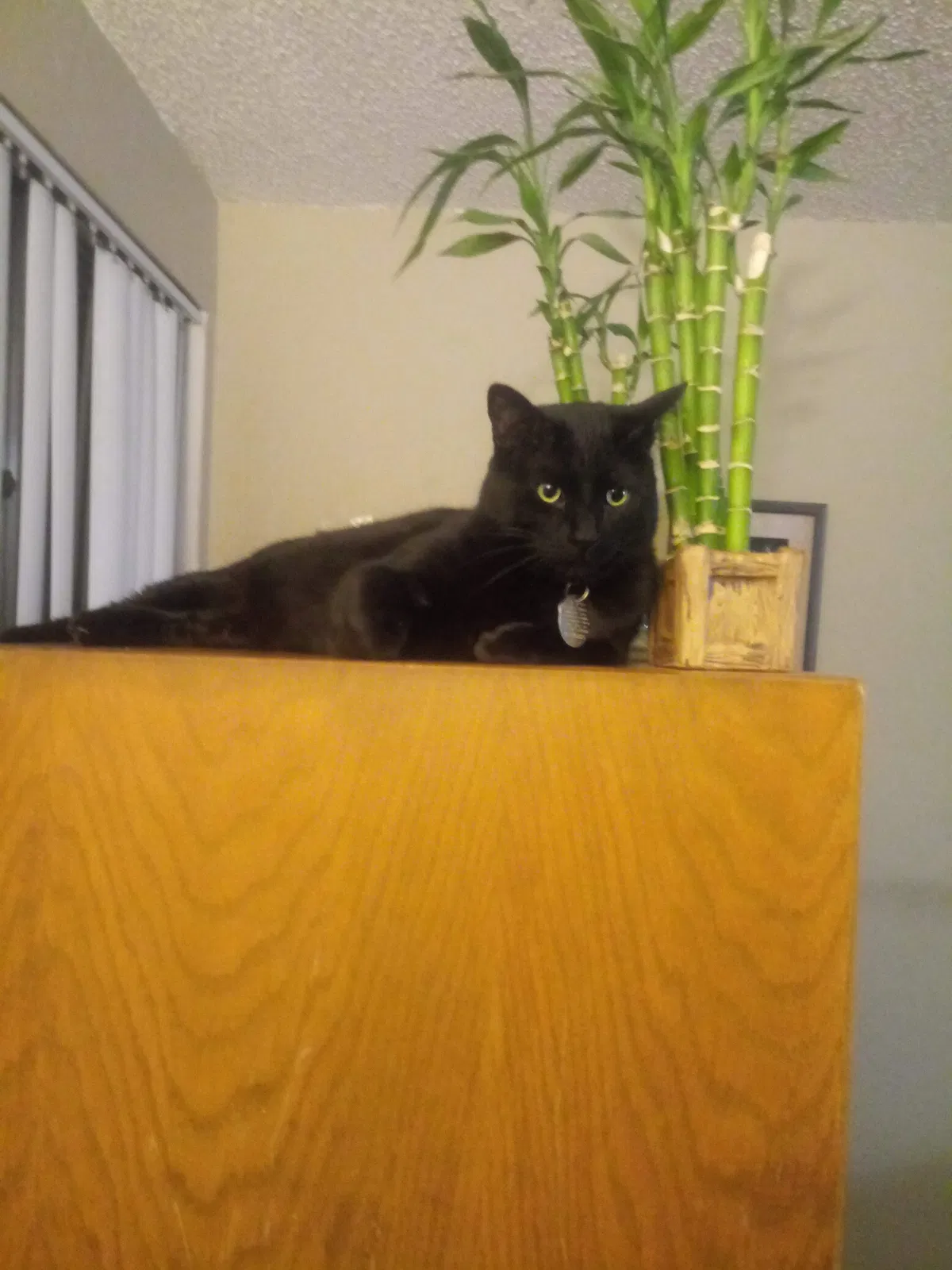 Lost cat in Colorado Springs, CO, 80918