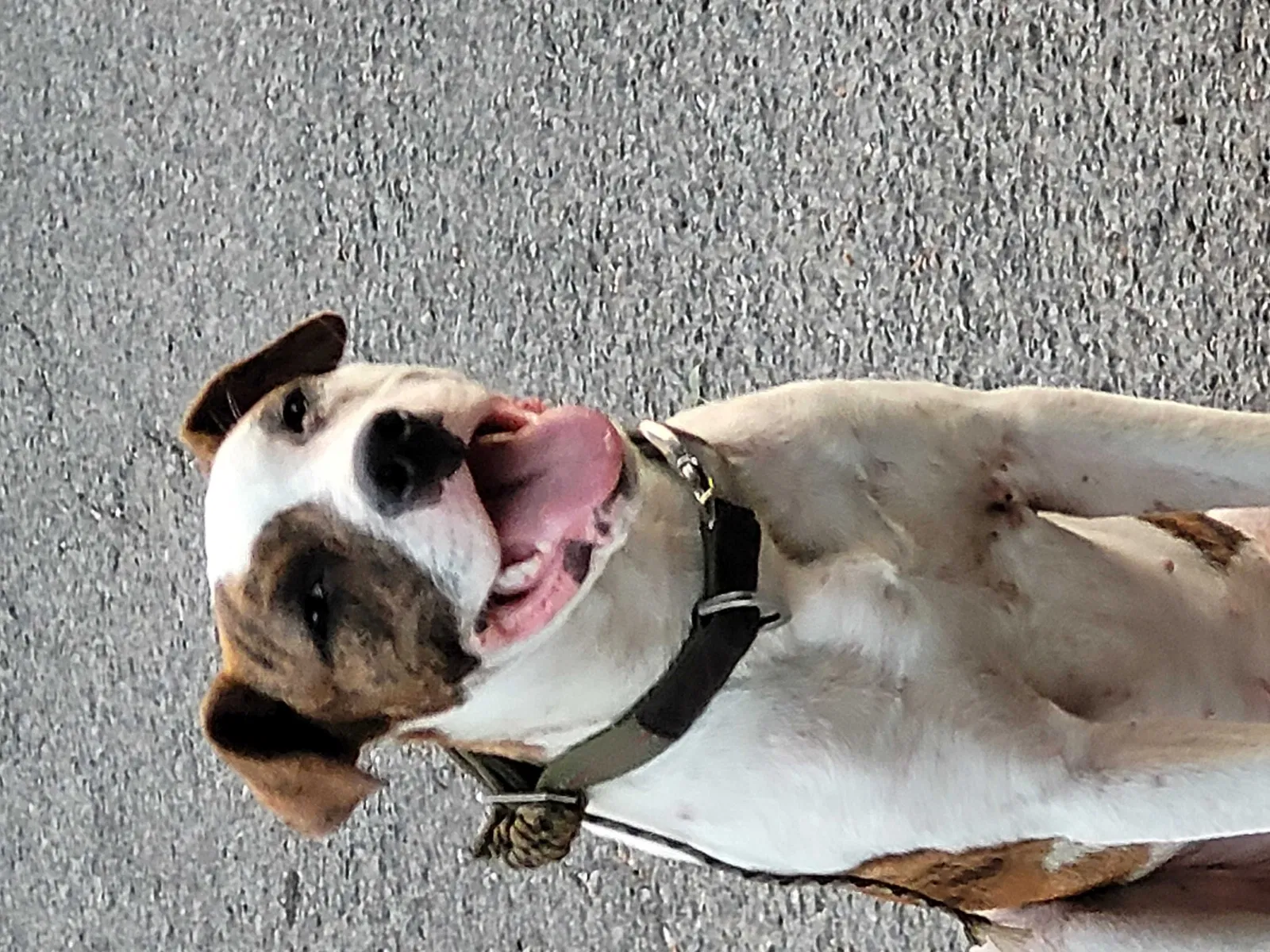 Found dog in Tahlequah, OK, 74464